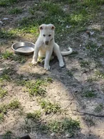 Faith, a female German Shepherd Dog for sale in Chesapeake, VA – 4 of 8
