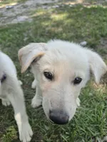 Joy, a female German Shepherd Dog for sale in Chesapeake, VA – 3 of 4