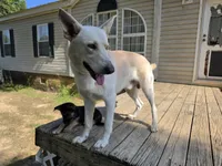 Faith, a female German Shepherd Dog for sale in Chesapeake, VA – 6 of 8