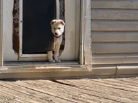 Faith, a female German Shepherd Dog for sale in Chesapeake, VA – 2 of 8