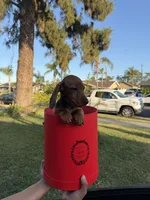 Miniature dachshunds , a female Miniature Dachshund for sale in San Bernardino, CA – 3 of 4