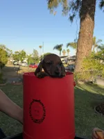 Miniature dachshunds , a female Miniature Dachshund for sale in San Bernardino, CA – 4 of 4