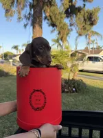 Miniature dachshunds , a female Miniature Dachshund for sale in San Bernardino, CA – 1 of 4