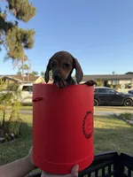 Miniature dachshunds , a female Miniature Dachshund for sale in San Bernardino, CA – 2 of 4