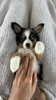 Scooter, a male Miniature American Shepherd for sale in Coats, NC – 4 of 6