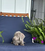 Yellow Collar , a male Weimaraner for sale in Coats, NC – 2 of 2