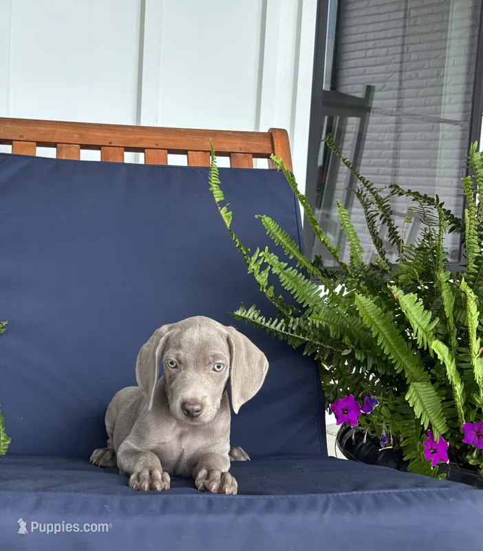 Yellow Collar  – Weimaraner puppy for sale in Coats, NC