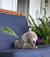 Pink collar , a female Weimaraner for sale in Coats, NC – 2 of 5
