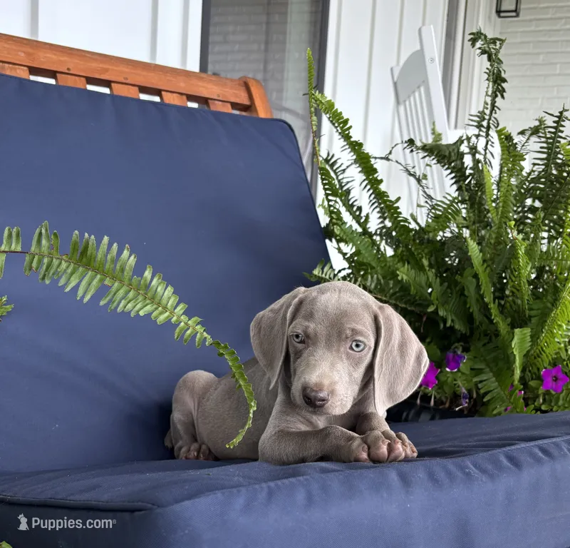 Pink collar  – Weimaraner puppy for sale in Coats, NC