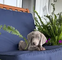 Pink collar , a female Weimaraner for sale in Coats, NC – 1 of 5