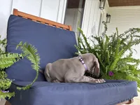 Light purple , a female Weimaraner for sale in Coats, NC – 2 of 2