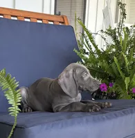 Orange collar , a male Weimaraner for sale in Coats, NC – 3 of 4