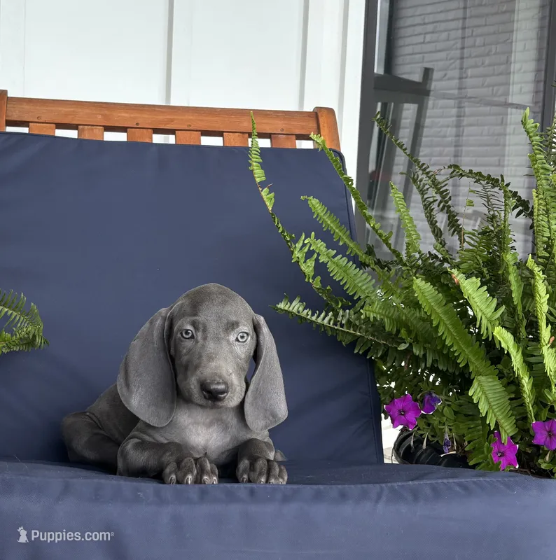 Black collar  – Weimaraner puppy for sale in Coats, NC