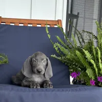 Black collar , a male Weimaraner for sale in Coats, NC – 4 of 4