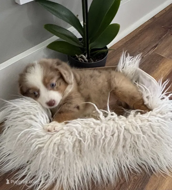 Tan collar female  – Miniature American Shepherd puppy for sale in Coats, NC
