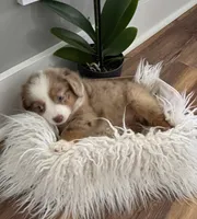 Tan collar female , a female Miniature American Shepherd for sale in Coats, NC – 1 of 5