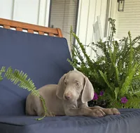 Yellow collar, a male Weimaraner for sale in Coats, NC – 2 of 3