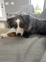 Douglas, a male Miniature American Shepherd for sale in Coats, NC – 7 of 7