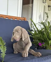 Green collar, a male Weimaraner for sale in Coats, NC – 2 of 4
