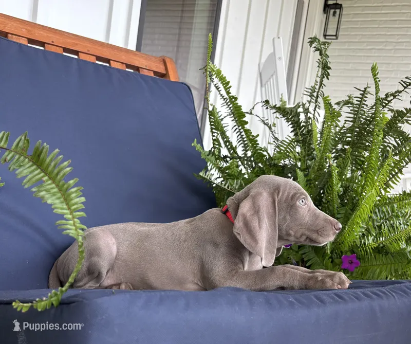 Red collar  – Weimaraner puppy for sale in Coats, NC
