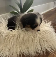 Blue collar male, a male Miniature American Shepherd for sale in Coats, NC – 3 of 4