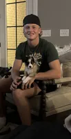 Scooter, a male Miniature American Shepherd for sale in Coats, NC – 2 of 6