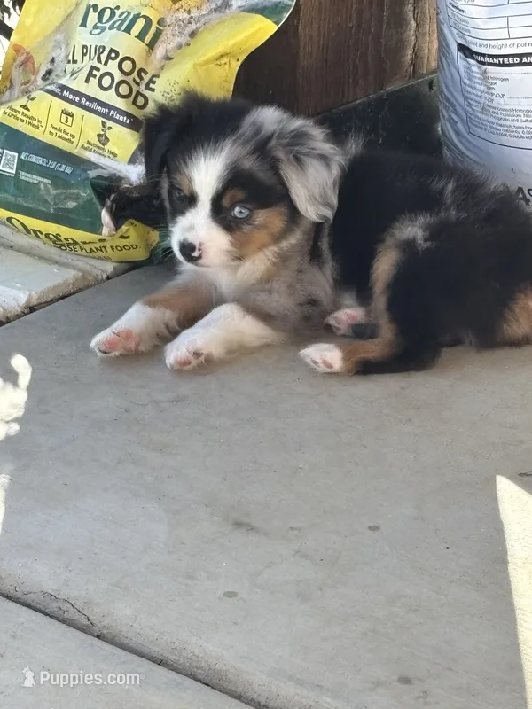 Blue collar male – Miniature American Shepherd puppy for sale in Coats, NC