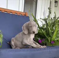 Light purple , a female Weimaraner for sale in Coats, NC – 1 of 2