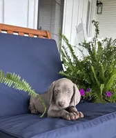 Pink collar , a female Weimaraner for sale in Coats, NC – 4 of 5