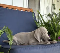 Green collar, a male Weimaraner for sale in Coats, NC – 3 of 4
