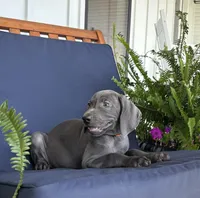 Orange collar , a male Weimaraner for sale in Coats, NC – 4 of 4