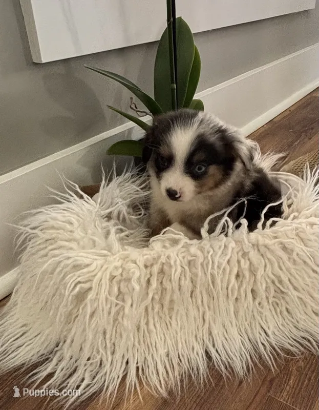 Blue collar male – Miniature American Shepherd puppy for sale in Coats, NC