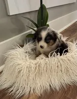 Blue collar male, a male Miniature American Shepherd for sale in Coats, NC – 1 of 4