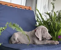 Hot pink, a female Weimaraner for sale in Coats, NC – 2 of 3