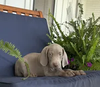 Yellow collar, a male Weimaraner for sale in Coats, NC – 1 of 3