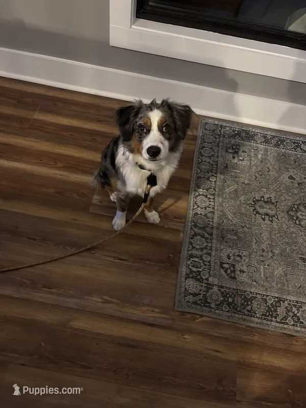 Douglas – Miniature American Shepherd puppy for sale in Coats, NC