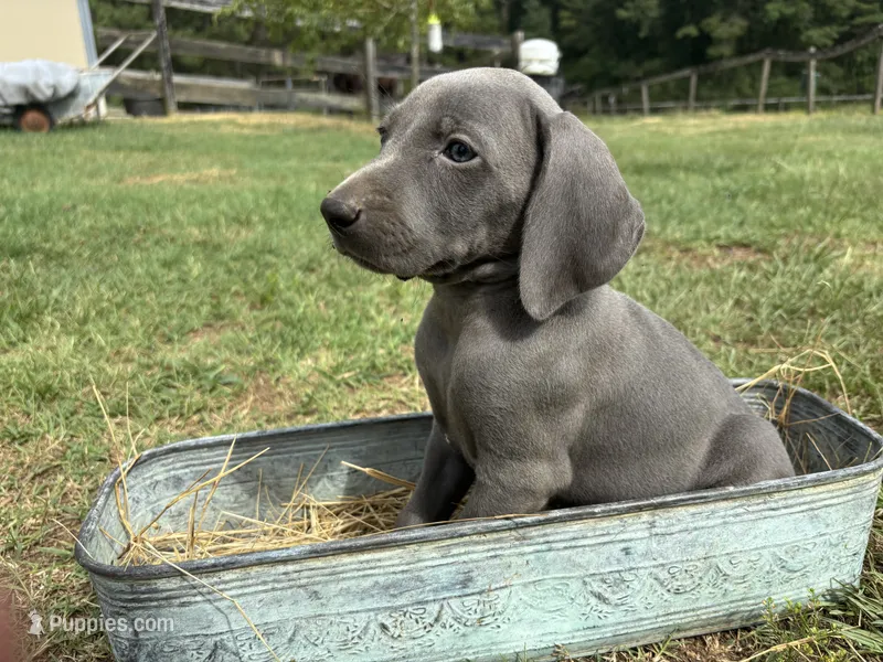 Female  – Weimaraner puppy on hold in Coats, NC