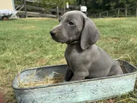 Female , a female Weimaraner for sale in Coats, NC – 1 of 3