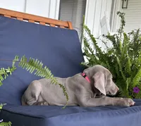 Hot pink, a female Weimaraner for sale in Coats, NC – 3 of 3