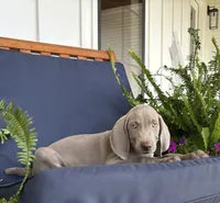 Green collar, a male Weimaraner for sale in Coats, NC – 1 of 4