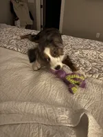 Douglas, a male Miniature American Shepherd for sale in Coats, NC – 6 of 7