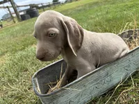 Male, a male Weimaraner for sale in Coats, NC – 2 of 2