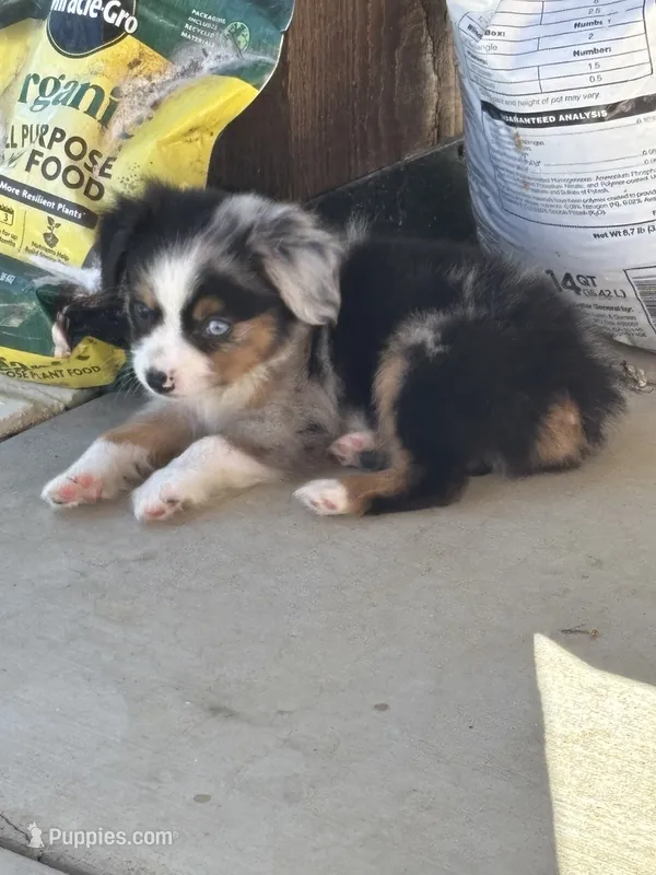 Scooter – Miniature American Shepherd puppy for sale in Coats, NC