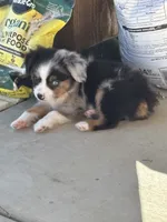 Scooter, a male Miniature American Shepherd for sale in Coats, NC – 1 of 6