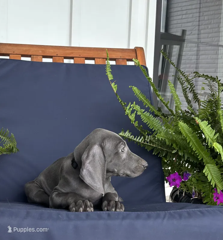 Black collar  – Weimaraner puppy for sale in Coats, NC
