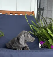 Black collar , a male Weimaraner for sale in Coats, NC – 1 of 4
