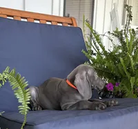 Orange collar , a male Weimaraner for sale in Coats, NC – 2 of 4
