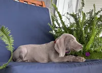 Red collar , a female Weimaraner for sale in Coats, NC – 4 of 4