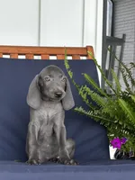 Black collar , a male Weimaraner for sale in Coats, NC – 2 of 4