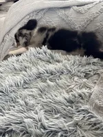 Scooter, a male Miniature American Shepherd for sale in Coats, NC – 5 of 6